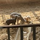 송산 | 광주양떼목장 송산목장 후기🐑