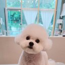 퍼피블랑 이미지