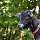초방리 축사 | 흑염소부작용 실체와 품질비교