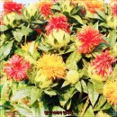 홍화약초식당 | 기행 산청 신안면 홍화약초식당 산채비빔밥 맛집...홍화음식 전문점 홍화해물파전 약초산채전 리뷰 후기...