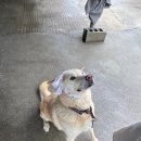 빅독 | 일산 유기견 보호소 빅독포레스트 봉사 후기