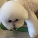 러블리 독스 네이버블로그