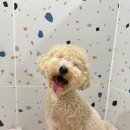 마마스미독펜트하우스 광주애견유치원&애견호텔 본점 이미지