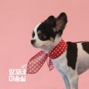 앙꼬네 미용실 이미지