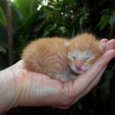 고양이눈 이미지