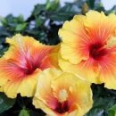 하와이 무궁화(히비스커스) 키우기 먹는법 무궁화와 구별하는 법 이미지