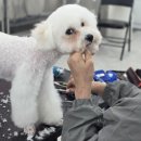 동물친구들 애견미용실 이미지