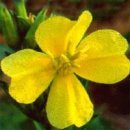 Evening Primrose Oil의 효능 이미지