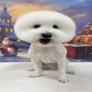 복실이네 애견미용실 이미지