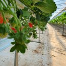 김진우농장 이미지