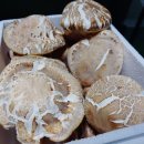 대형농장2호 이미지