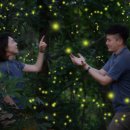 반딧불이 호텔 이미지