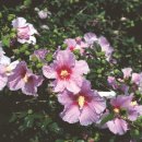 무궁화어린이공원 수 이미지