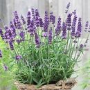 보라색꽃이 생각나는 잉글리시 라벤더 이미지