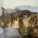 냥이는꿀꿀 이미지