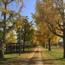 [HD]처음 만나는 Outlook 2019 | 서포터즈 기록｜2019.11 일주일간의 자전거 캠핑, 나오키와 소리, 하미로드