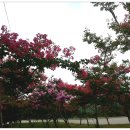 백일홍동산 이미지