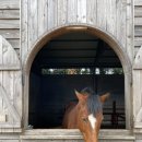 천금목장 이미지