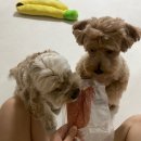 댕쓰마켓 | [ 부산 수제간식 ] 댕쓰마켓 / 호동쓰가 너무 좋아해서 재방문한 후기 / 내돈내산