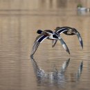 오리 날다 이미지