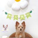 멍스데이 이미지