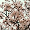 순천-49호 이미지