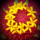 허브향기 이미지