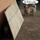 야 이미지