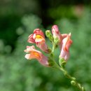 금어초(金魚草, Snapdragon) 이미지