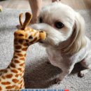 포동펫살롱 이미지