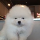 강아지,반하다 이미지