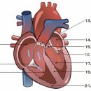 병을 모르던 80대 여성의 돌연사. 유족의 의문에 감찰의(=감식의)는 어떻게 답했는가? 이미지