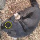 못된강아지 이미지