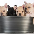 퍼스트동물병원 이미지