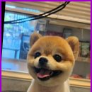 (주)위드독 이미지