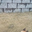 여주 다리원 애견독채팬션 이미지