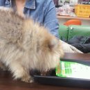 아지와 양이 이미지