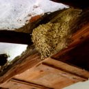 강남제비 이미지