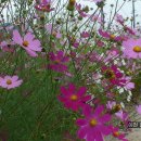 유로무도장 이미지