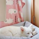 영애견 - 강서구 곰달래로 199 | 영애견