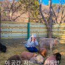 애니멀타임 | 포천 평강랜드 마이애니멀스토리 후기｜테디베어소 분유주기 체험 정리