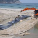 용화해수욕장B 이미지