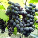 김종기농장 이미지