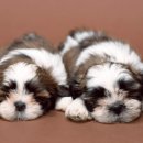 행복한 강아지 이미지