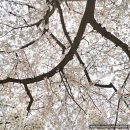 삼익비치아파트  노동조합 | 부산 남천동 벚꽃길 명소 벚꽃거리 실시간 개화시기 부산여행 코스 추천
