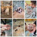 금산-40 | 충남 금산 황굼 곤충 체험 농장 수업 솔직 후기