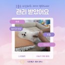 나인페츠 이미지