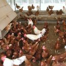 산마을 양계장 이미지