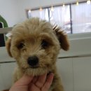 동그란 멍멍이 이미지