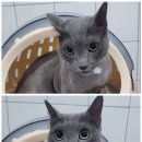 댕냥이살롱 이미지